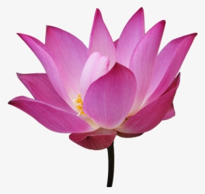 Png Flower - Sacred Lotus