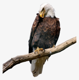 Eagle On Branch