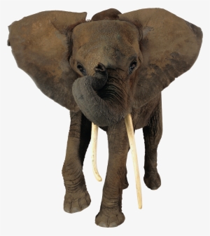 Elephant Png - Transparent Background Elephant Png