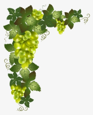 Vine Png
