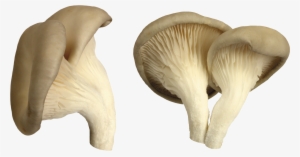 Mushroom Png Image - Mushroom Png