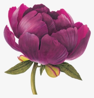Element Pinterest Flowers Watercolor - Botanical Illustration Peony Drawing