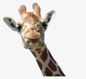 Animals - Giraffes - Giraffe Head Png