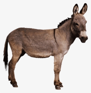 Free Png Donkey Png Images Transparent - Donkey Png