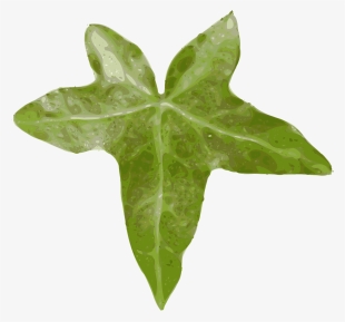 Ivy Hedera Ivy Leaf Leaf Creeper Evergreen - Leaf Clip Art