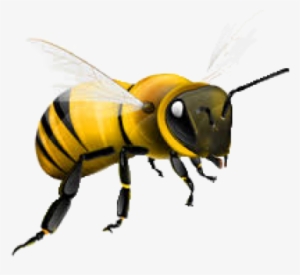 Bee Png Free - Honey Bee Png