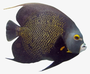 Angelfish Clipart Transparent Fish - Rock Beauty