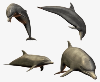 Dolphin Png All Side - Dolphins Png
