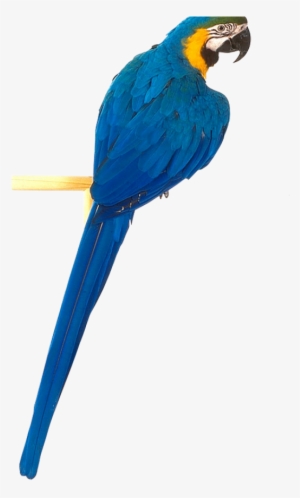 Parrot Png Free Download - Yellow Blue Parrot Png