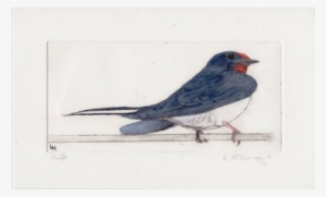 Image Freeuse Download Swallow At Trevega Watercoloured - Drawing