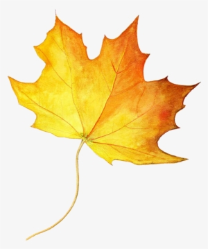 Drawing Maple Leaf Autumn Leaf Color Colored Pencil - Maple Syrup Tree Leaf