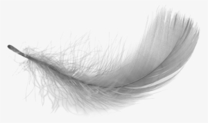 Feather Png - Transparent Background White Feather Png