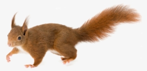 Png Animal Pinterest And - Eurasian Red Squirrel