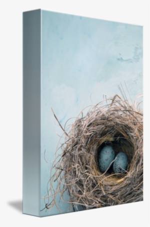 Eggs In A Nest By Elena Ray - Colour Scheme Duck Egg Blue