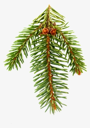 Happy Being Nappy - Pine Needles Png
