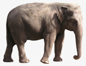 Elephant Png Images - Elephant Images Png