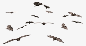 Swarm Of Bats - Bat