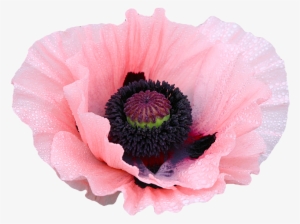 Rose Clipart Png Tumblr - Poppy Flower Transparent Background