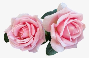 Pink, Perfumed, Rose, Cut, Out