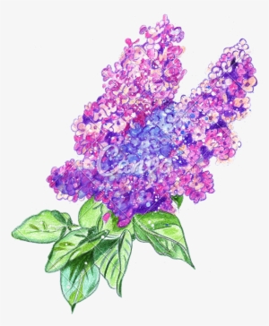 Clipart Free Stock Of A Watercolor Lilac Photos By - Watercolor Hand ...