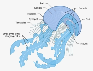 Open - Anatomy Of A Jellyfish - 2000x1362 PNG Download - PNGkit