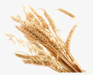 Wheat Transparent Background Png - Transparent Transparent Background Wheat Png