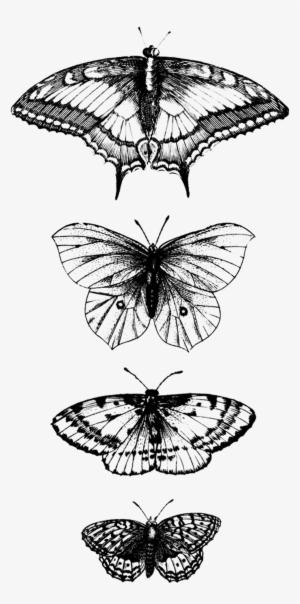 Tattly Butterflies Detail Jacob Hoefnagel 00 V=1537379980 - Scarabei Umbra, Plate 1 In Pt. 2 Tris… (frankfurt: