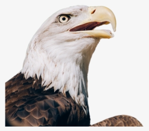 Download Free Eagle Png Transparent Images Transparent - Bald Eagle Transparent