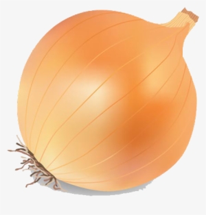 Onion Vector Png Transparent Image - Onion Clipart Png