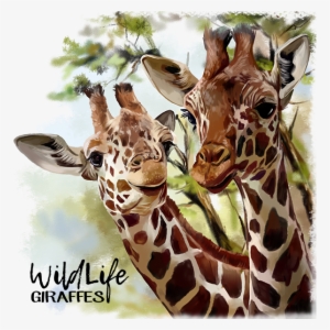 Giraffes By Kajenna - Cartoon Giraffe African