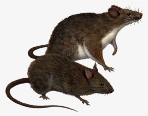 Rat Png Clipart - Yrmp Ultrasonic Pest Repellent - Electronic Pest Control