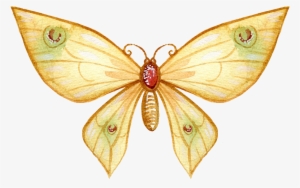 Butterfly Watercolor Painting Art Drawing