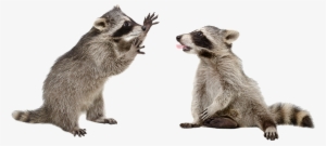 Raccoons Png - Transparent Background Raccoon Png