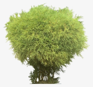 Bamboo Png
