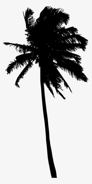 Png File Size - Attalea Speciosa