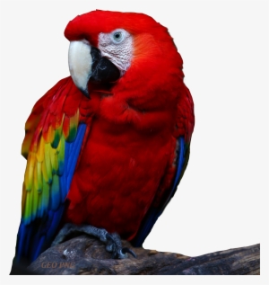 Download All Parrots Png Images And Transparent's To