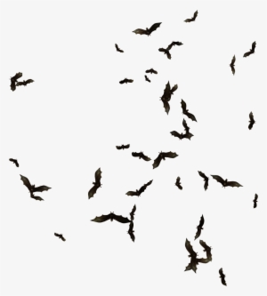 Index Of Mapping Objects Clipart Transparent Library - Swarm Of Bats Png