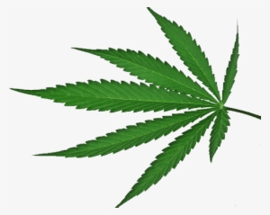 Best Free Cannabis Icon Png - Cannabis Leaf Green Transparent Background