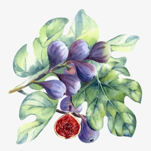 Jpg Library Download Berries Drawing Watercolor - Fig Watercolor