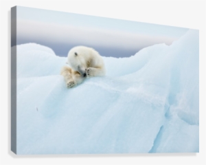 Polar Bear Grooming Canvas Print - Print On Canvas: Polar Bear Grooming By 1x : 24x32in