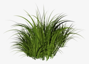 Трава - - Растения - - Клипарты Png - Клипарты У Анны - Растения Png Для Фотошопа
