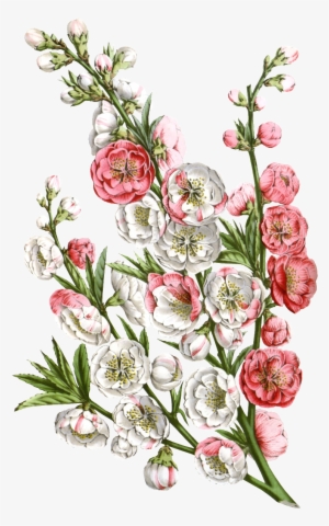 Pink Hd Beautiful Flower Png Element - Katie Pertiet Large Canvas Prints - French Romance