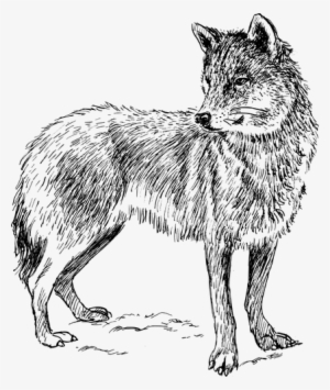 Coyote Clipart Arctic Wolf - Real Animal Colouring Pages