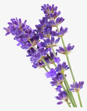 When Using While Soaking, Lavender Not Only Aids One's