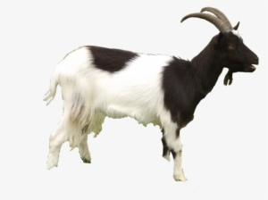 Goat Png