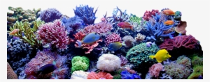 coral reef clipart png bed
