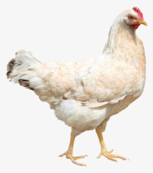 Chicken - Actor's Choice: Monologues For Teens By Erin Detrick