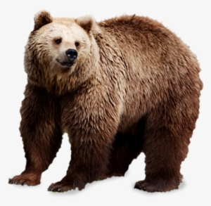 Sad Bear Png Image - Bear Png