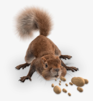 Character-6 - Spongebob Movie Sponge Out Of Water Sandy Squirrel