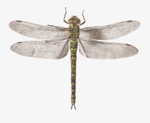 Graphic Library Stock Dragonfly By Joris Hoefnagel - Dragib Fly